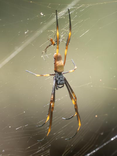 Trichonephila plumipes (Tiger Spider).jpg